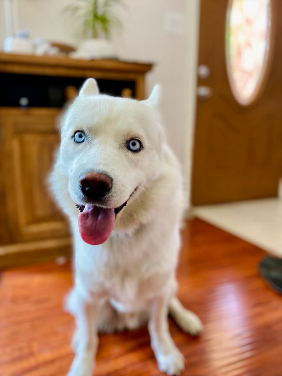 Fenix sitting happy